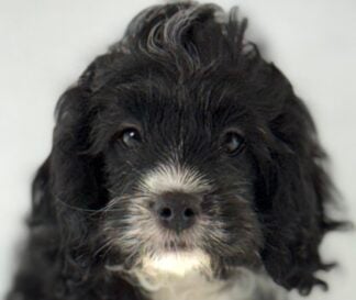 Cavapoo (M) 32293