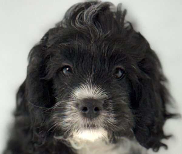 [#261540-01]  - Black / White M Cavapoo Puppies For Sale