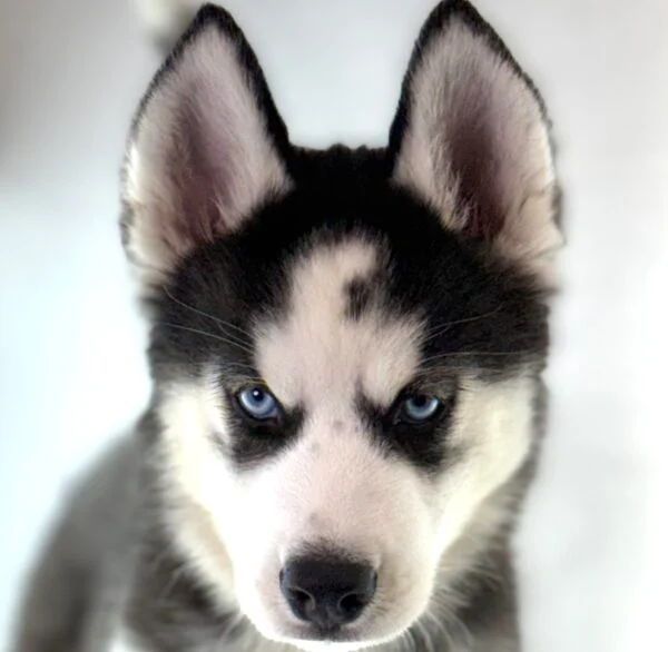 [#261398-03]  - Black / White F Siberian Husky Puppies For Sale