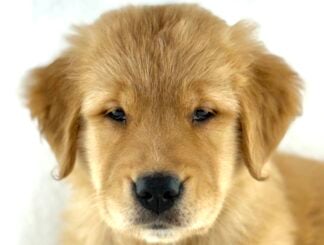 Petland Racine, Wisconsin Golden Retriever puppy available