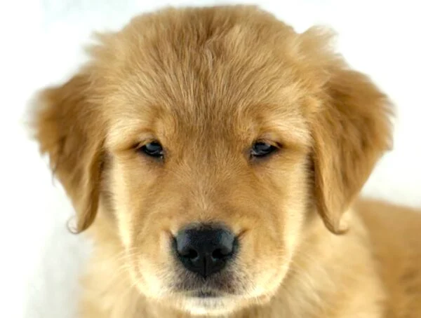 [#261674-08]  - Light Golden F Golden Retriever Puppies For Sale