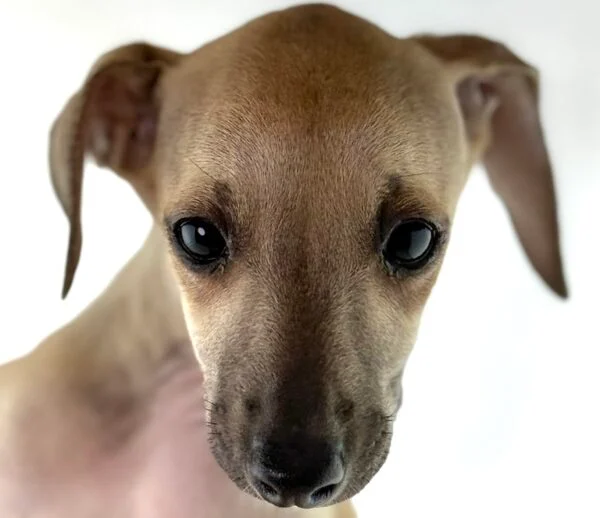 [#261649-03]  - Fawn F Italian Greyhound Puppies For Sale
