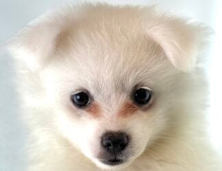Petland Racine, Wisconsin American Eskimo DOG puppy available