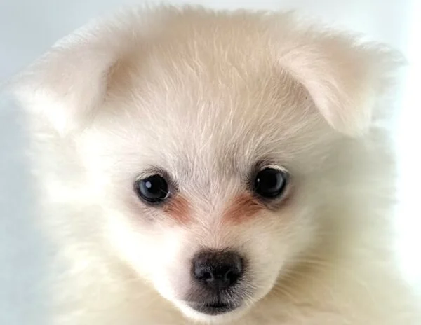 [#261705-02]  - White F American Eskimo Dog Puppies For Sale